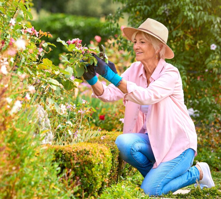 Ältere Frau mit Strohhut und rosa Hemd kniet lächelnd im Garten und schneidet mit Handschuhen Rosen vor blühendem Strauch zurück. | © Shutterstock/Monkey Business Images