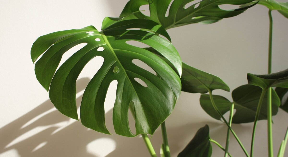 Große, glänzende Monstera-Blätter mit typischen Schlitzen werfen weiche Schatten auf eine helle, glatte Wand.