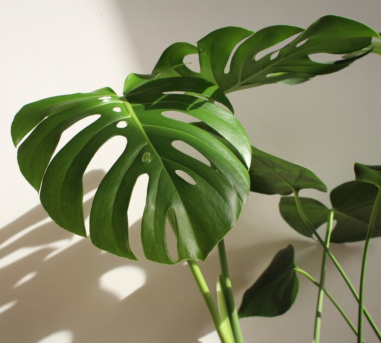 Große, glänzende Monstera-Blätter mit typischen Schlitzen werfen weiche Schatten auf eine helle, glatte Wand. | © Shutterstock/Nina van Vlaanderen