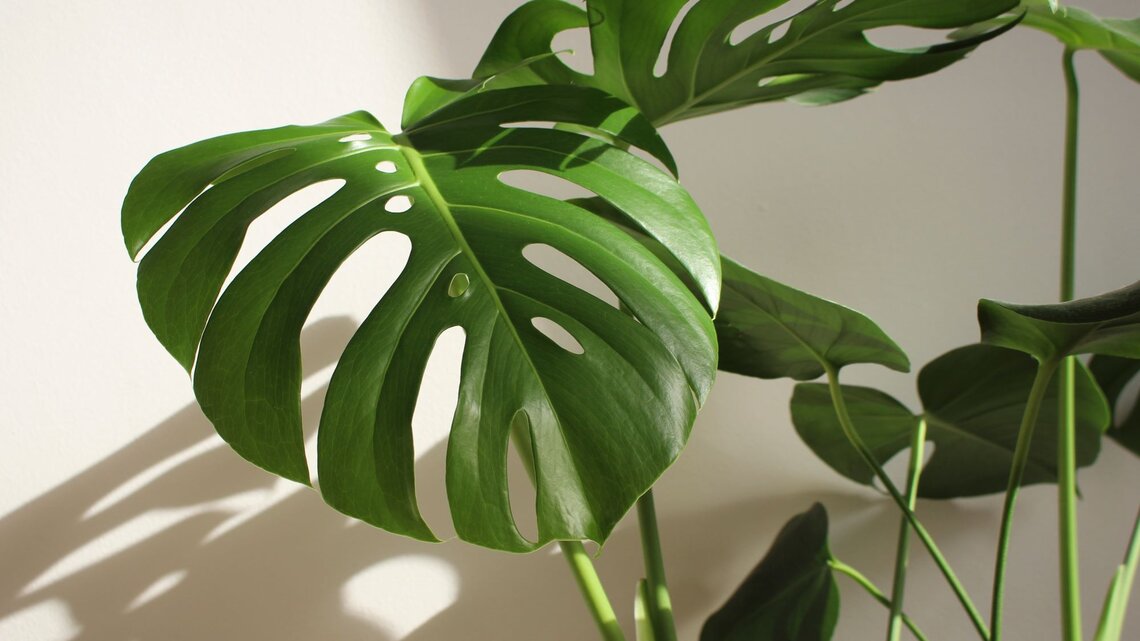 monstera small Small Monstera in Ceramic Pot 