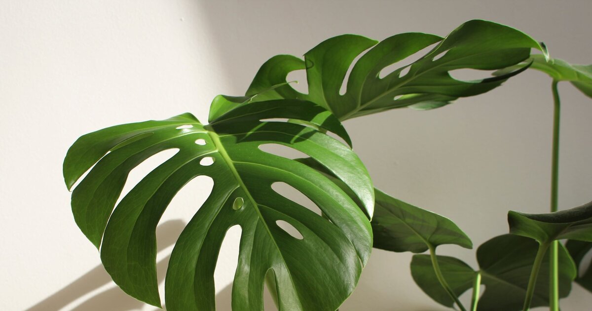 philodendron melonii variegata Philodendron Melanochrysum Variegata Orange main image 0