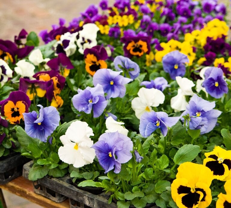 Bunte Stiefmütterchen in Gelb, Lila, Blau und Weiß blühen dicht gepflanzt in schwarzen Pflanzkästen auf einem Holzgestell im Freien. | © Adobe Stock/ Cornelia Pithart