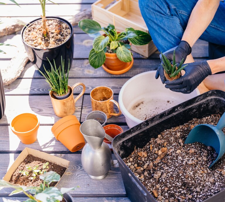 Eine Person mit schwarzen Handschuhen topft auf Holzboden im Sonnenschein eine kleine Sukkulente neben Töpfen und Erde um. | © Shutterstock/Iryna Inshyna