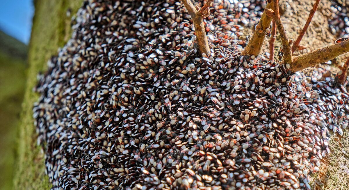 Tausende schwarz-weiß gemusterte Wanzen bedecken dicht gedrängt einen moosbedeckten Baumstamm unter kahlen Ästen.