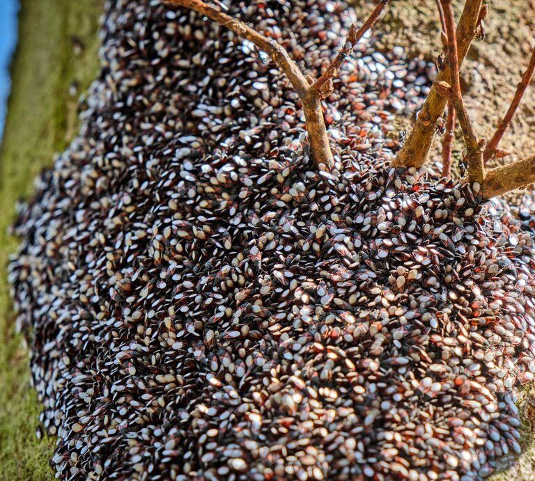 Tausende schwarz-weiß gemusterte Wanzen bedecken dicht gedrängt einen moosbedeckten Baumstamm unter kahlen Ästen. | © Adobe Stock /  Michael