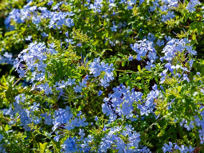 Üppig blühende Bleiwurz mit zahllosen zartblauen Blüten über dichtem, frischgrünem Laub an einem sonnigen Standort. | © Shutterstock/Danil Bukharov