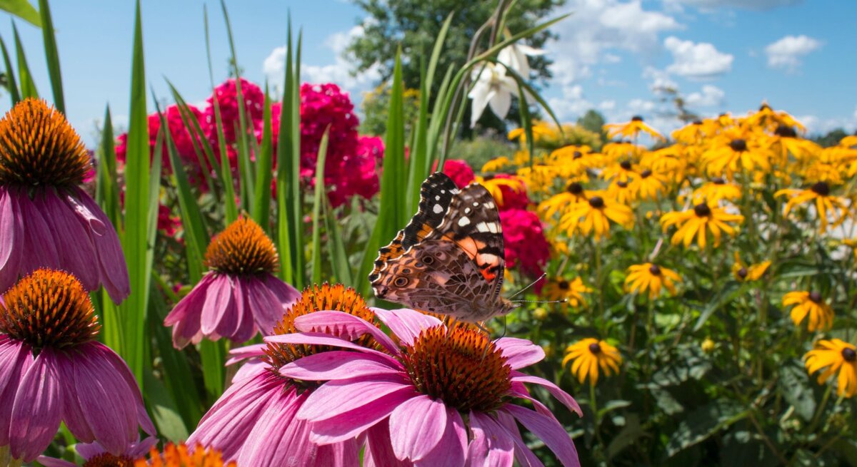 Ein bunt gemusterter Schmetterling sitzt auf einer lila Sonnenhutblüte inmitten eines farbenfrohen Sommerblumenbeets.