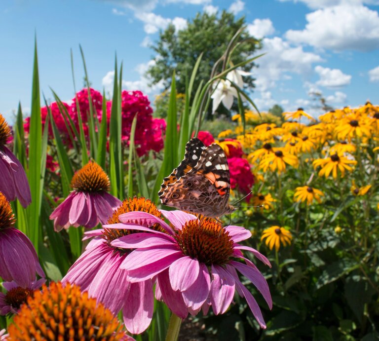 Ein bunt gemusterter Schmetterling sitzt auf einer lila Sonnenhutblüte inmitten eines farbenfrohen Sommerblumenbeets. | © Shutterstock/Media Marketing