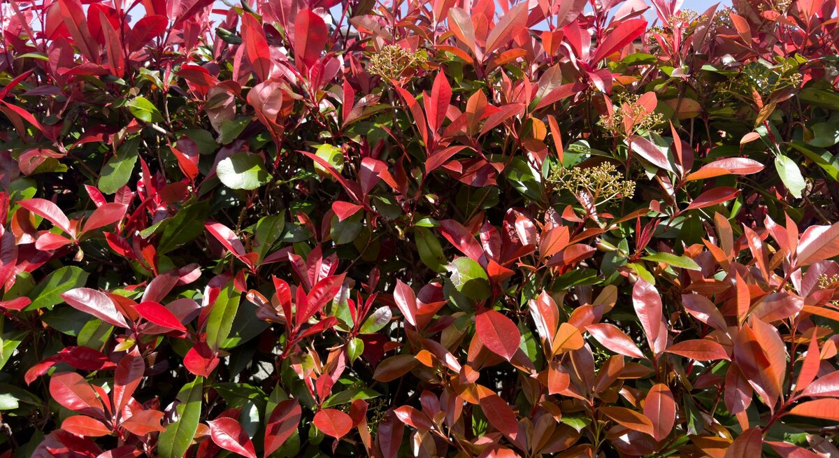 Dichte Hecke aus rotglänzenden und grünen Blättern einer Glanzmispel leuchtet im Sonnenlicht vor blauem Himmel.