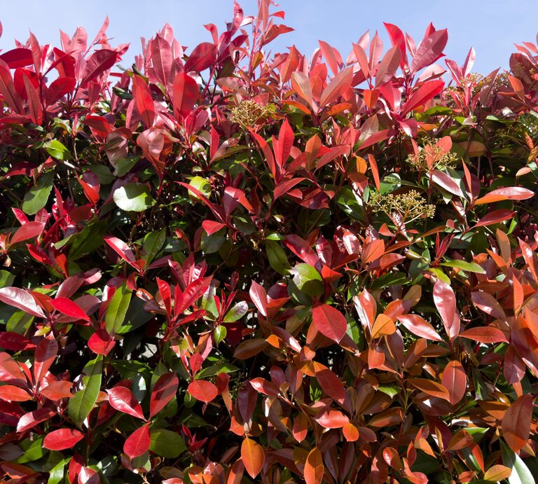 Dichte Hecke aus rotglänzenden und grünen Blättern einer Glanzmispel leuchtet im Sonnenlicht vor blauem Himmel. | © Shutterstock/Fotografiche
