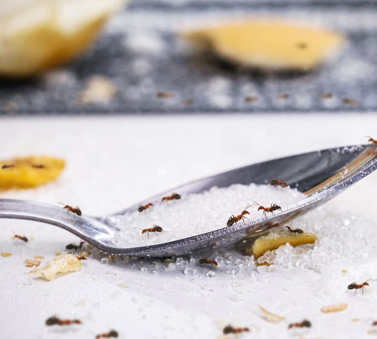 Mehrere Ameisen krabbeln auf einer mit Kristallzucker gefüllten Metallschaufel, umgeben von Krümeln und Obstresten. | © AdobeStock/RHJ