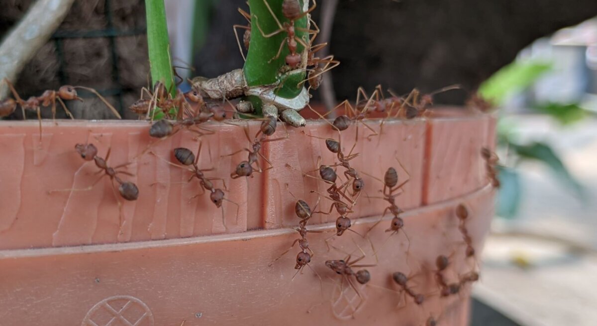 Zahlreiche rote Ameisen krabbeln emsig über einen terrakottafarbenen Blumentopf mit grünem Kaktus und Ästen.