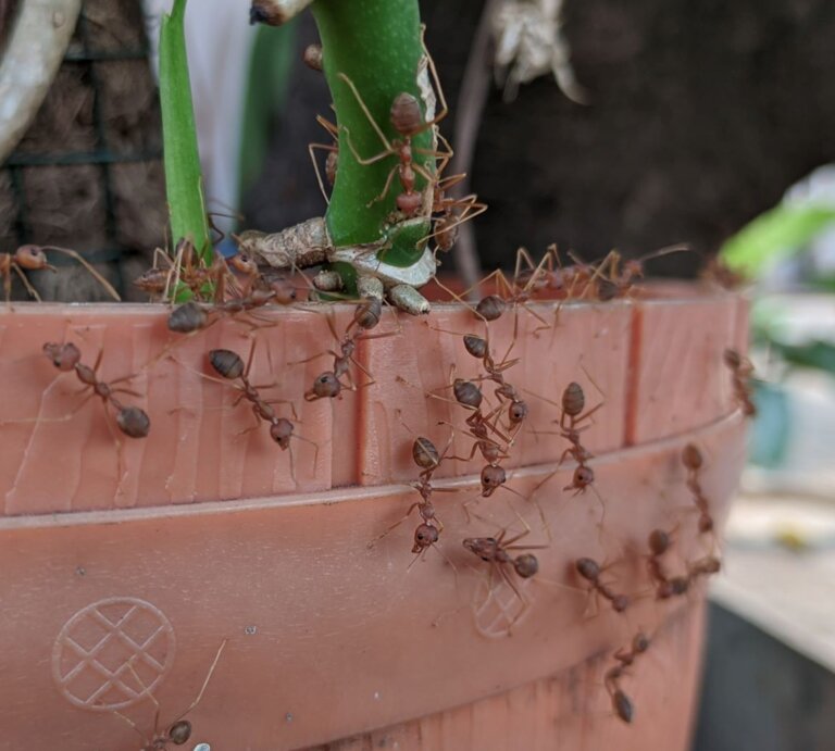 Zahlreiche rote Ameisen krabbeln emsig über einen terrakottafarbenen Blumentopf mit grünem Kaktus und Ästen. | © Shutterstock/yaasiinta_zatmikho