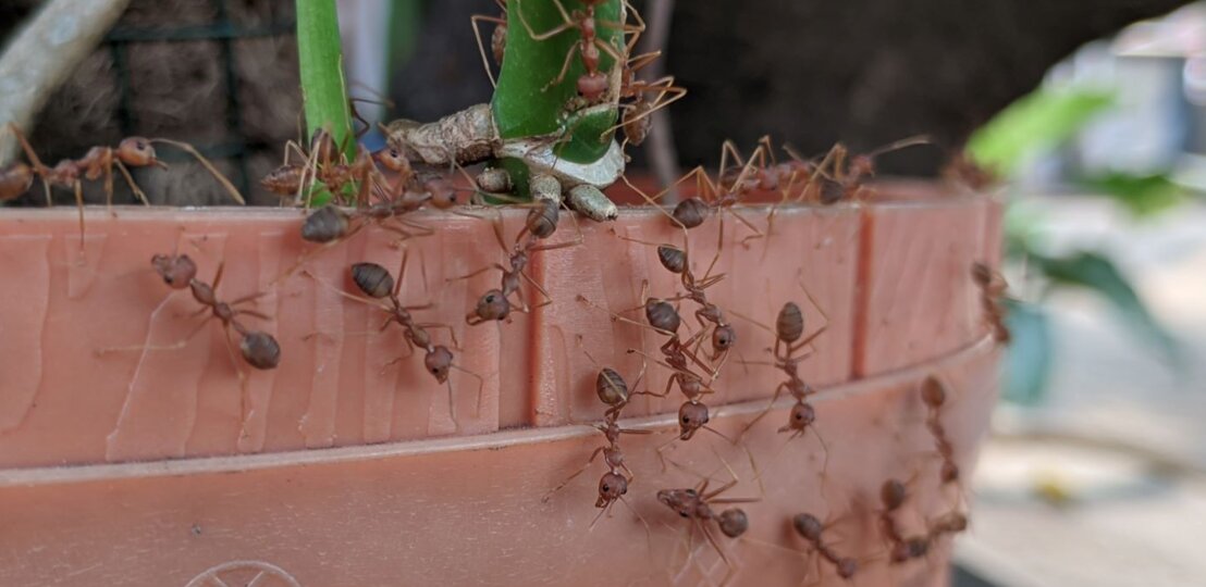 Zahlreiche rote Ameisen krabbeln emsig über einen terrakottafarbenen Blumentopf mit grünem Kaktus und Ästen. | © Shutterstock/yaasiinta_zatmikho