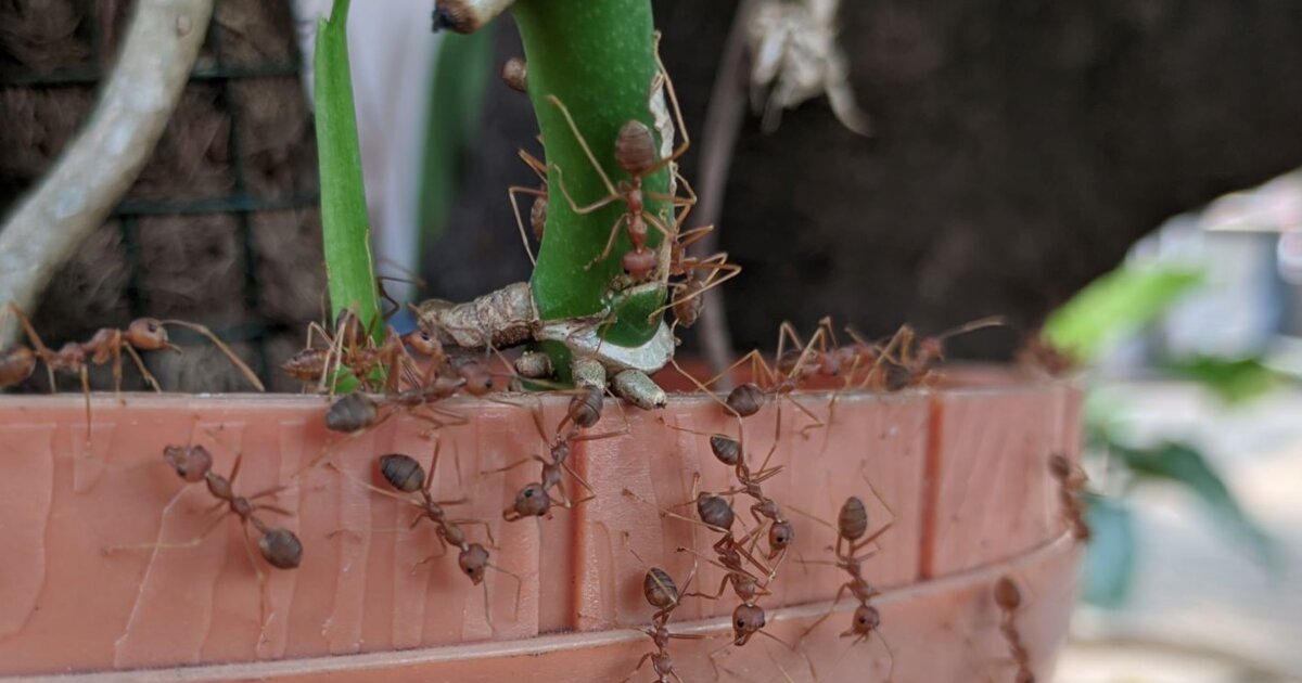 Ameisen im Blumentopf? Dieses Gewrz aus deiner Kche vertreibt sie sofort