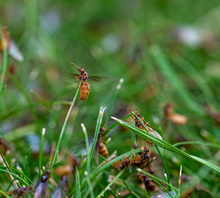 Ameisen im Rasen | © Getty Images/Andi Edwards