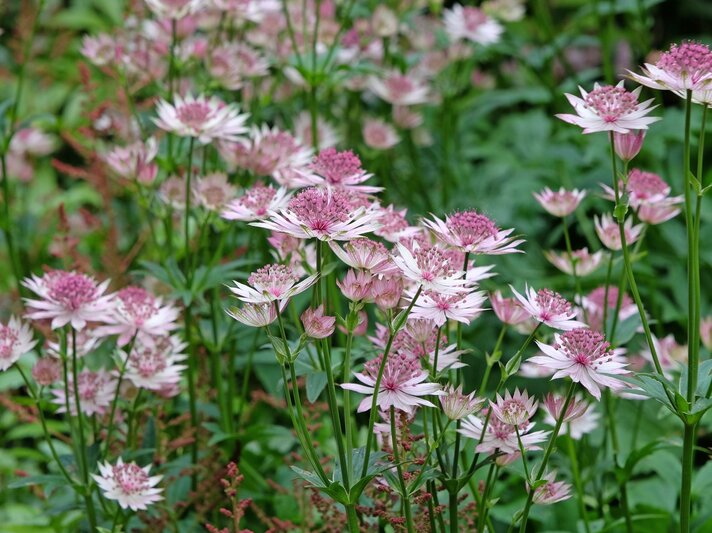 Zarte rosa Blüten der Sterndolde mit feinen, gezackten Blättern blühen dicht an dicht in einem üppigen Gartenbeet. | © Shutterstock/Alex Manders