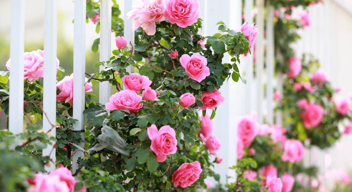 Üppige rosa Kletterrosen mit dunkelgrünen Blättern ranken an einem weißen Gartenzaun in der warmen Sommersonne.