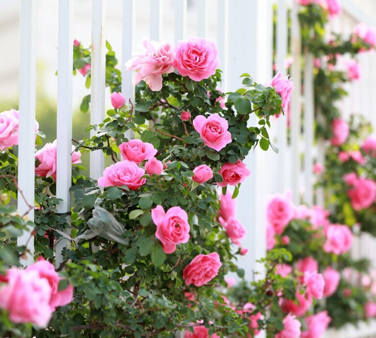 Üppige rosa Kletterrosen mit dunkelgrünen Blättern ranken an einem weißen Gartenzaun in der warmen Sommersonne. | © Shutterstock/chinahbzyg