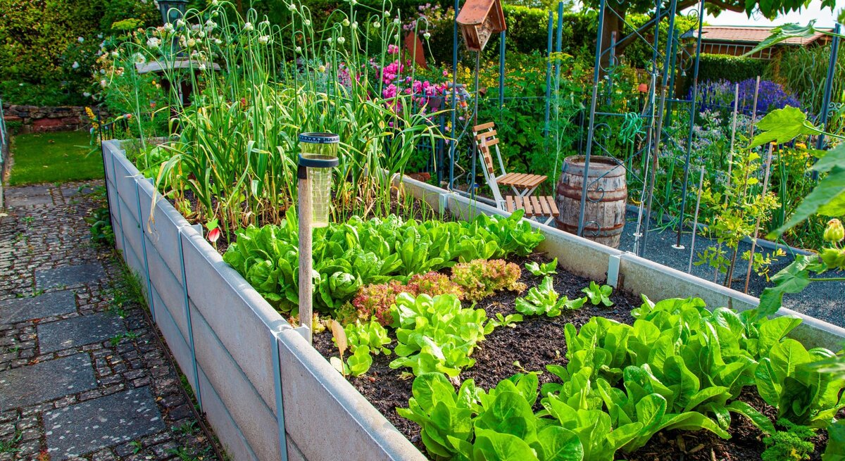 Üppiges Hochbeet mit frischem Salat und Lauch, daneben Holzbänke, ein Weinfass und blühende Blumen im sonnigen Garten.