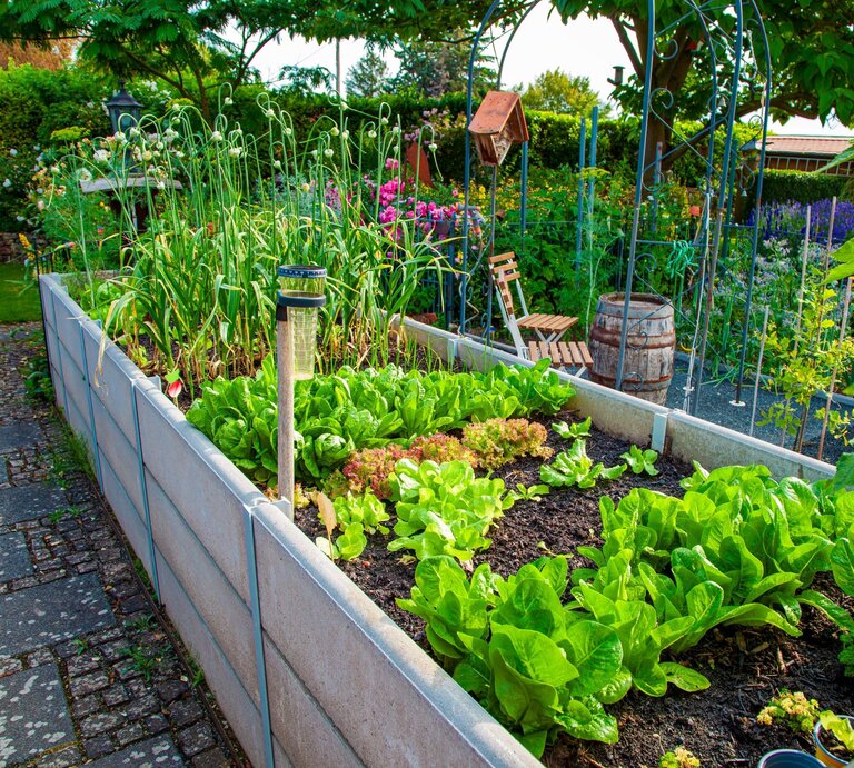 Üppiges Hochbeet mit frischem Salat und Lauch, daneben Holzbänke, ein Weinfass und blühende Blumen im sonnigen Garten. | © Shutterstock/Mabeline72