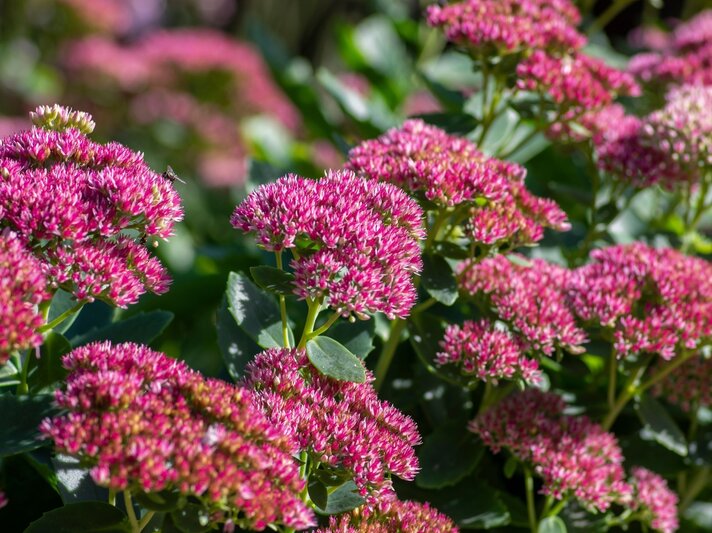 Üppige Fetthennen mit rosaroten Blütendolden leuchten im Sonnenlicht vor sattgrünem Laub. | © Shutterstock/Iva Vagnerova