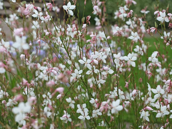 Zarte Prachtkerzen mit weißen und rosa Blüten tanzen filigran im leichten Wind vor grünem Wiesenhintergrund. | © Shutterstock/Alex Manders