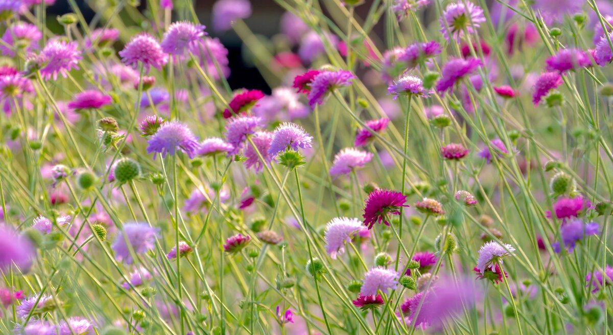 Zartrosa und purpurne Skabiosenblüten wiegen sich im Sonnenlicht auf einer dicht bewachsenen Sommerwiese.