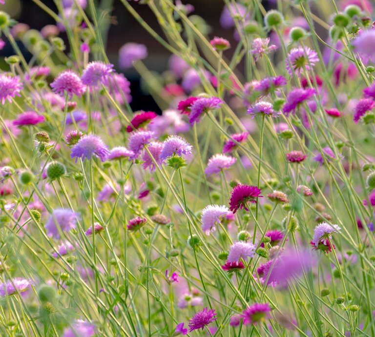 Zartrosa und purpurne Skabiosenblüten wiegen sich im Sonnenlicht auf einer dicht bewachsenen Sommerwiese. | © Shutterstock/Wut_Moppie