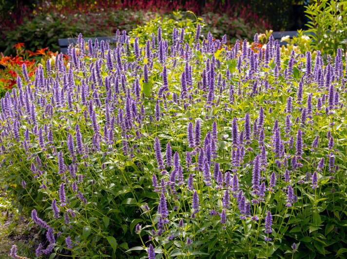 Üppiges Beet mit blühender Duftnessel, deren violette Blütenkerzen im Sonnenlicht zwischen grünem Laub leuchten. | © Shutterstock/Wut_Moppie