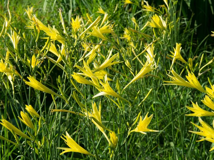 Zahlreiche gelbe Taglilien mit schlanken Blütenblättern leuchten im Sonnenlicht vor dichtem, grünem Blattwerk. | © Shutterstock/Tatyana Mut
