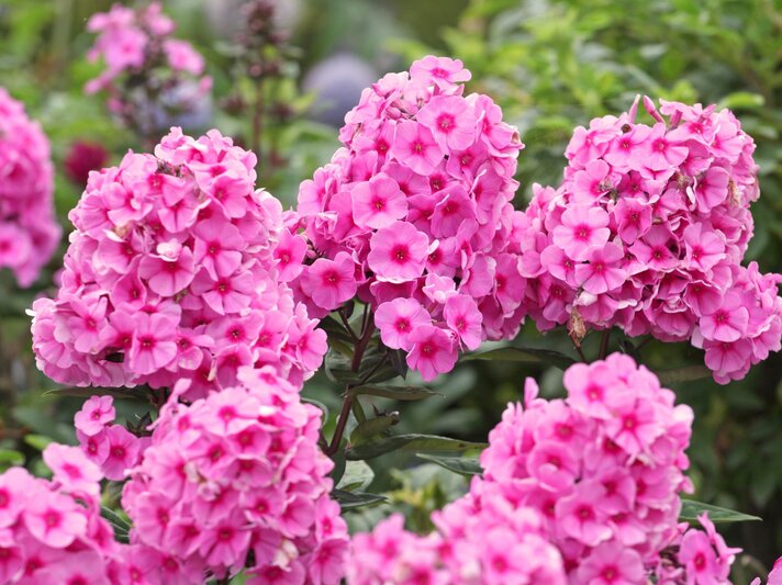 Üppige, leuchtend pinke Flammenblumen blühen in dichten Dolden vor grünem Laub im sommerlichen Garten. | © Shutterstock/Alex Manders
