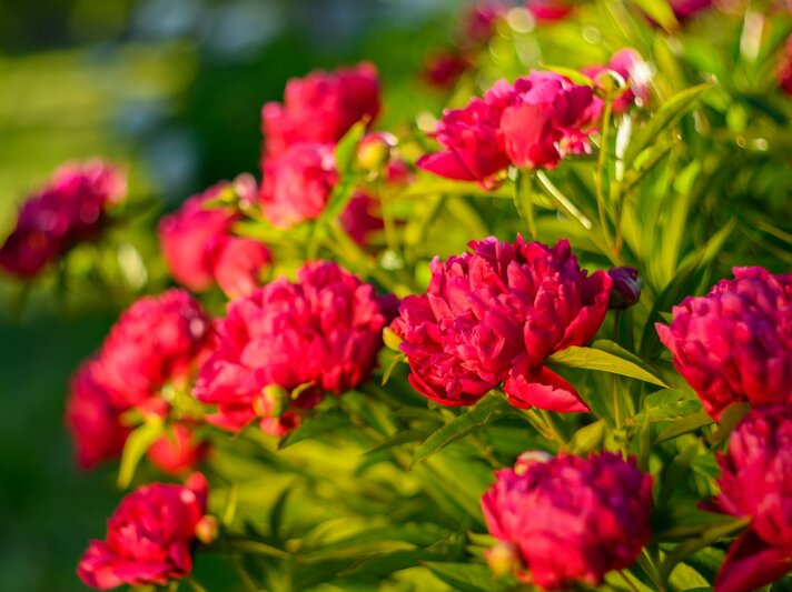 Kräftig rote Pfingstrosen blühen üppig im Sonnenlicht vor unscharfem, grünem Hintergrund im Sommergarten. | © Shutterstock/MTalvik