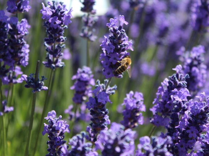 Eine Biene sammelt Nektar an leuchtend violetten Lavendelblüten vor unscharfem, grünem Sommerhintergrund. | © Shutterstock/Beautifully Today