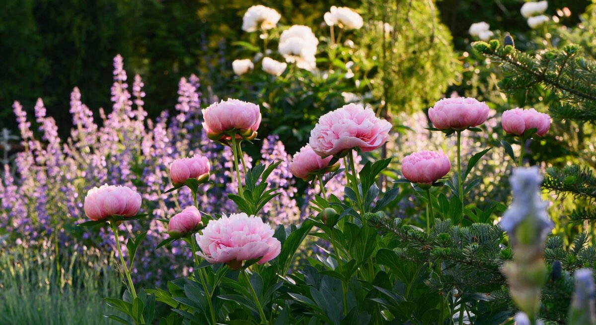 Rosa Pfingstrosen blühen leuchtend im Sonnenschein vor lila Salbeiblüten und grünen Sträuchern im Sommergarten.