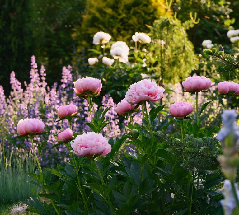 Rosa Pfingstrosen blühen leuchtend im Sonnenschein vor lila Salbeiblüten und grünen Sträuchern im Sommergarten. | © Shutterstock/Maria Evseyeva