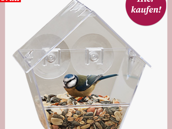 Eine Blaumeise sitzt in einem durchsichtigen Tchibo-Vogelhaus mit Saugnäpfen, das mit Körnern gefüllt ist. | © Tchibo 