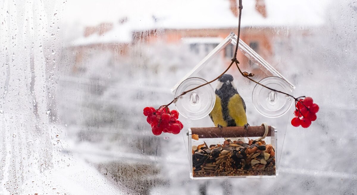 Eine Kohlmeise sitzt in einem transparenten Vogelhaus an einem frostigen Fenster mit roten Beeren im verschneiten Hintergrund.