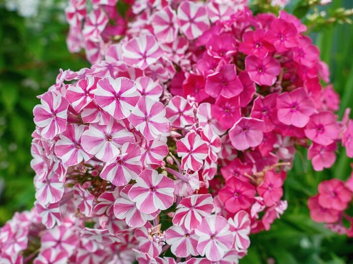 Zwei Phlox-Büsche mit pink-weiß gemusterten und kräftig pinken Blüten blühen leuchtend vor grünem Hintergrund. | © Shutterstock/Medvedeva Oxana