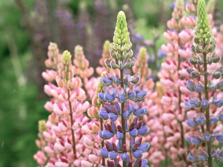 Mehrere hohe Lupinen mit lila und rosafarbenen Blüten stehen dicht an dicht vor verschwommen grünem Hintergrund. | © Shutterstock/mcajan