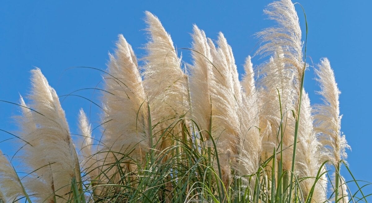 Weiße Pampasgräser ragen vor dem klaren blauen Himmel empor und wiegen sich sanft im Wind.