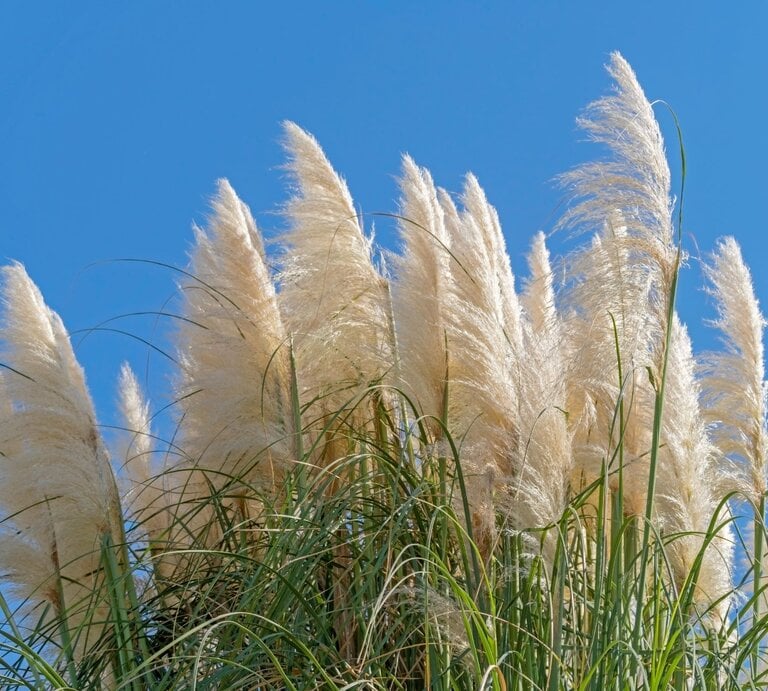 Weiße Pampasgräser ragen vor dem klaren blauen Himmel empor und wiegen sich sanft im Wind. | © Shutterstock/a_v_d