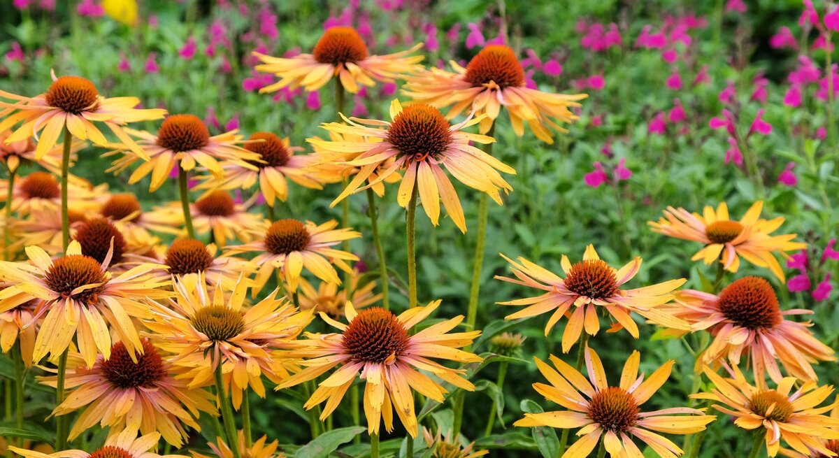 Leuchtend orangefarbene Sonnenhüte mit braunen Blütenköpfen blühen dicht an dicht vor einem Hintergrund aus grünen Blättern und pinken Blüten.