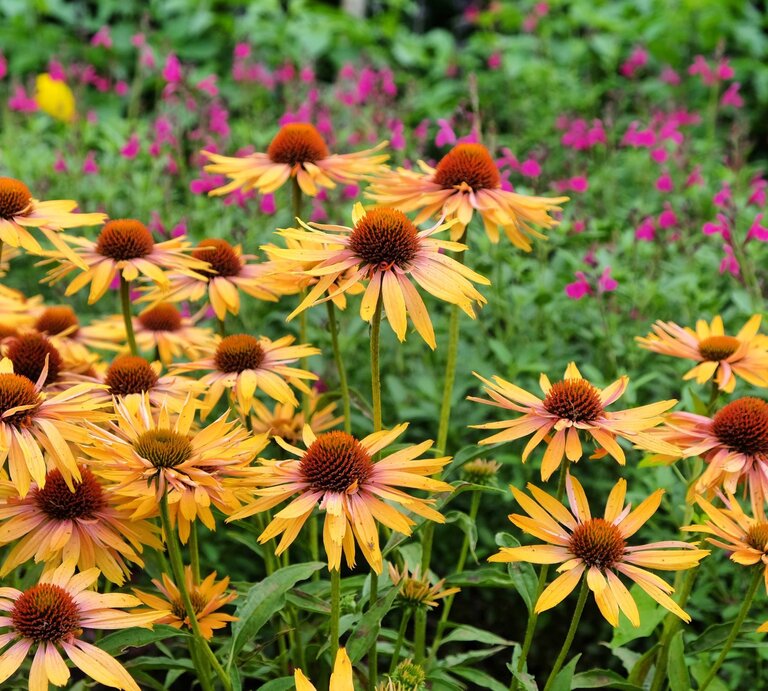Leuchtend orangefarbene Sonnenhüte mit braunen Blütenköpfen blühen dicht an dicht vor einem Hintergrund aus grünen Blättern und pinken Blüten. | © Shutterstock/Alex Manders