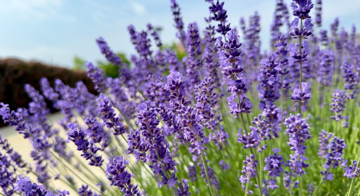 Ein blühendes Lavendelfeld mit leuchtend violetten Blüten vor einem sonnigen, blauen Himmel im Sommer.