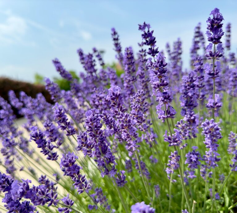 Ein blühendes Lavendelfeld mit leuchtend violetten Blüten vor einem sonnigen, blauen Himmel im Sommer. | © Shutterstock/dhruvkumar192