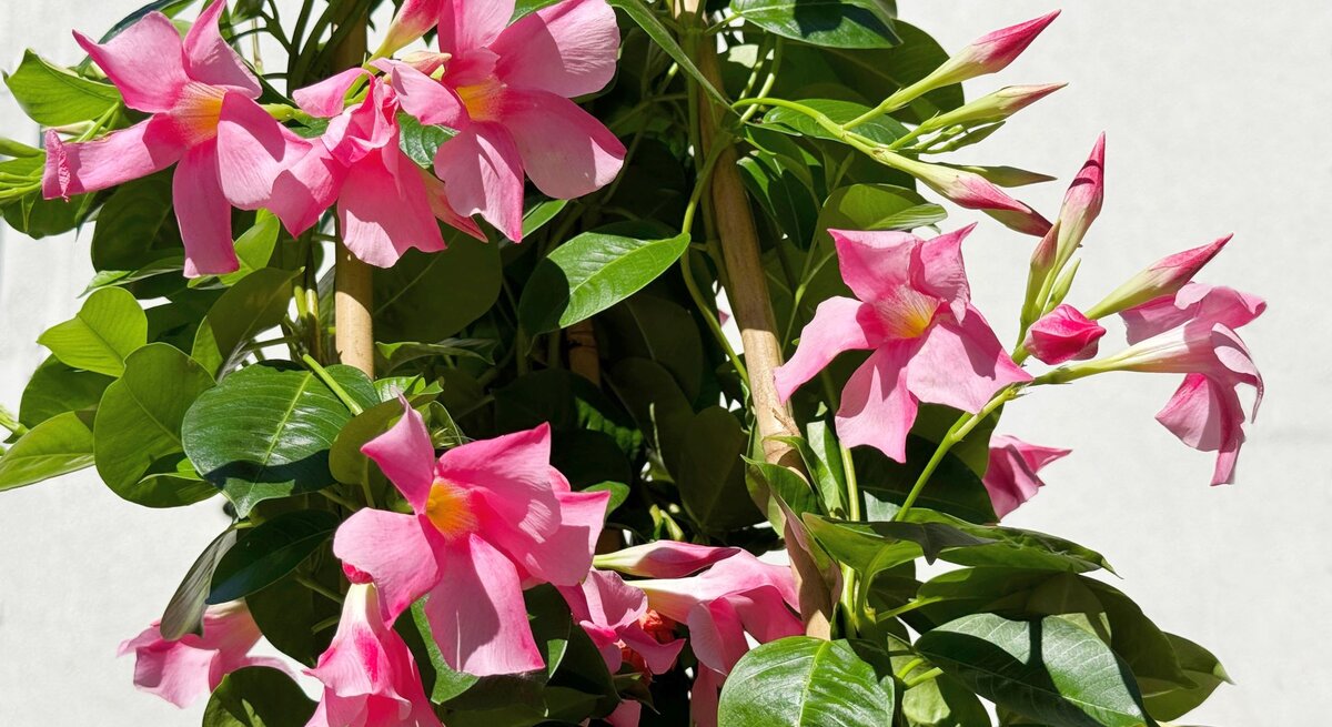 Pinke Dipladenia-Blüten mit gelbem Zentrum blühen an einer Rankpflanze mit glänzend grünen Blättern vor einer weißen Wand.