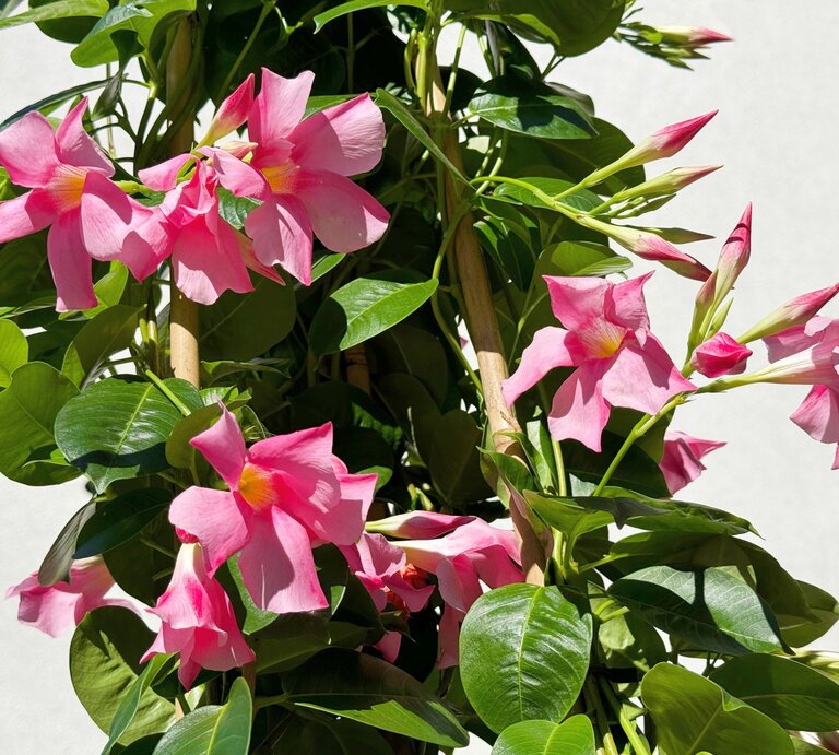 Pinke Dipladenia-Blüten mit gelbem Zentrum blühen an einer Rankpflanze mit glänzend grünen Blättern vor einer weißen Wand. | © Shutterstock/Lialina Olena