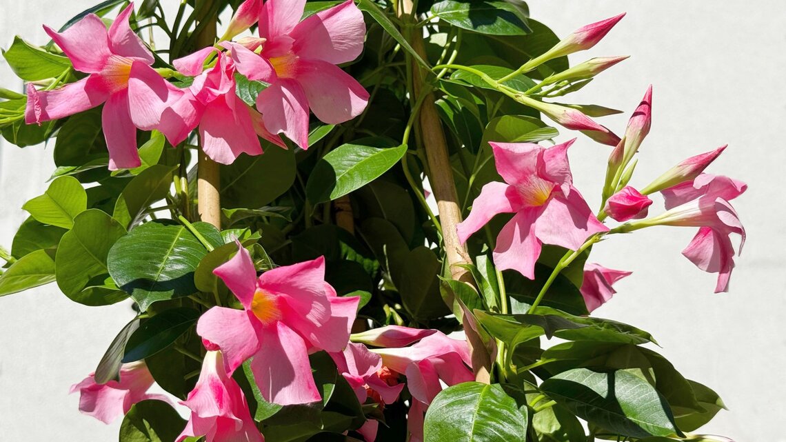 Dipladenia dngen: Kchenabfall ist der beste Dnger