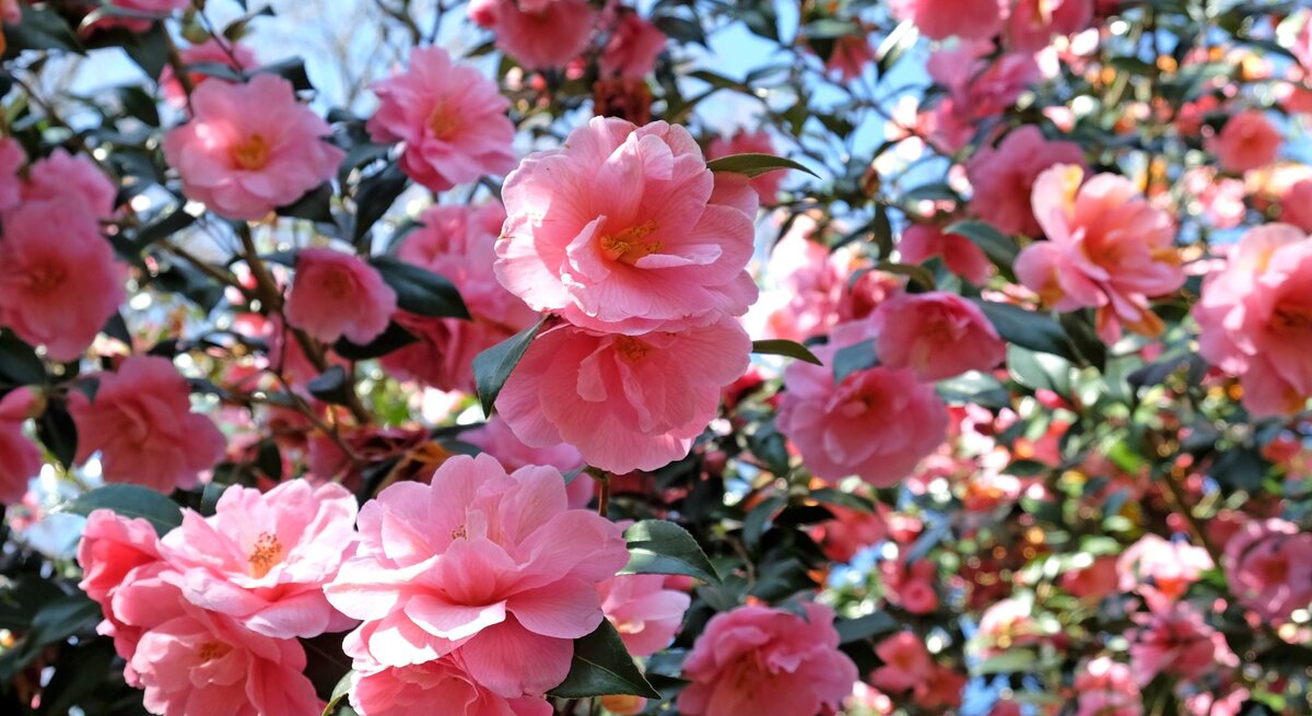Üppig blühende Kamelien mit zarten rosa Blüten vor dunkelgrünem Laub und einem strahlend blauen Himmel.